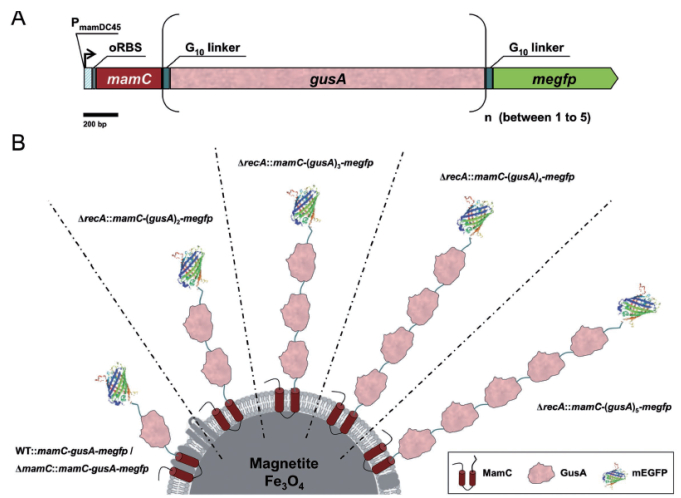 圖 5 mEGFP-（GusA）s-MamC在磁小體中的基因設(shè)計(jì)（A）和表達(dá)效果（B）示意圖[62]