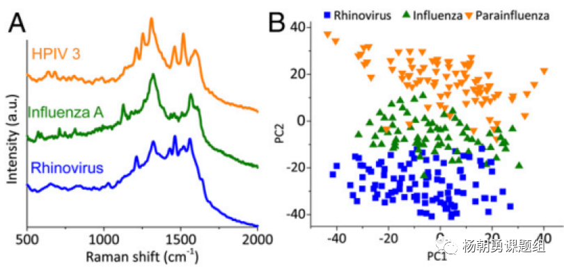 圖5 臨床樣品中三種病毒的鑒定