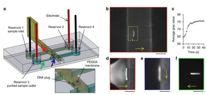 DNA預(yù)富集和純化實(shí)驗(yàn)