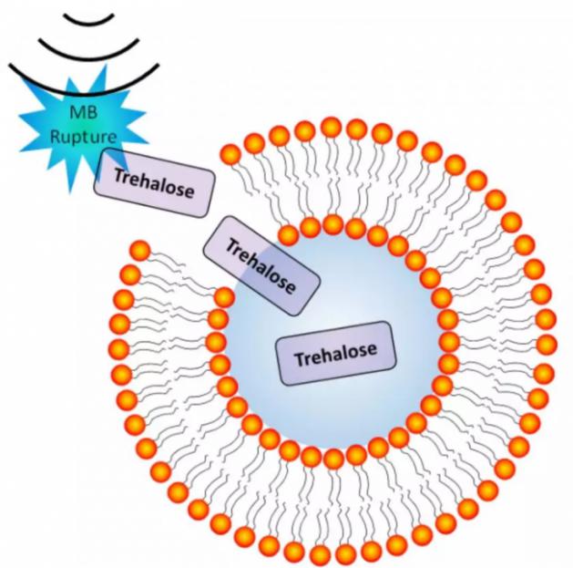 超聲誘導(dǎo)微泡破裂導(dǎo)致細(xì)胞膜短暫穿孔的圖示