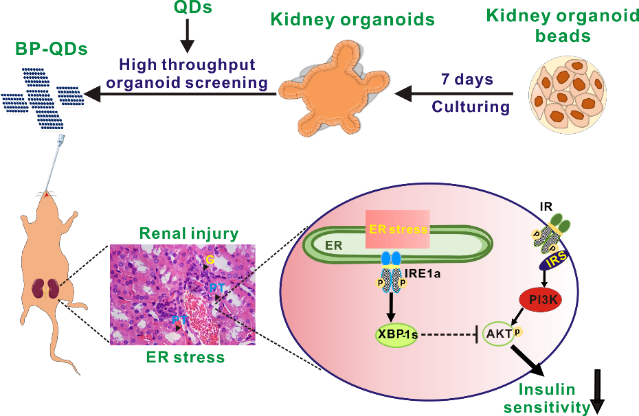 利用基于微流控技術(shù)的類器官模型成功實(shí)現(xiàn)納米材料生物安全性篩查