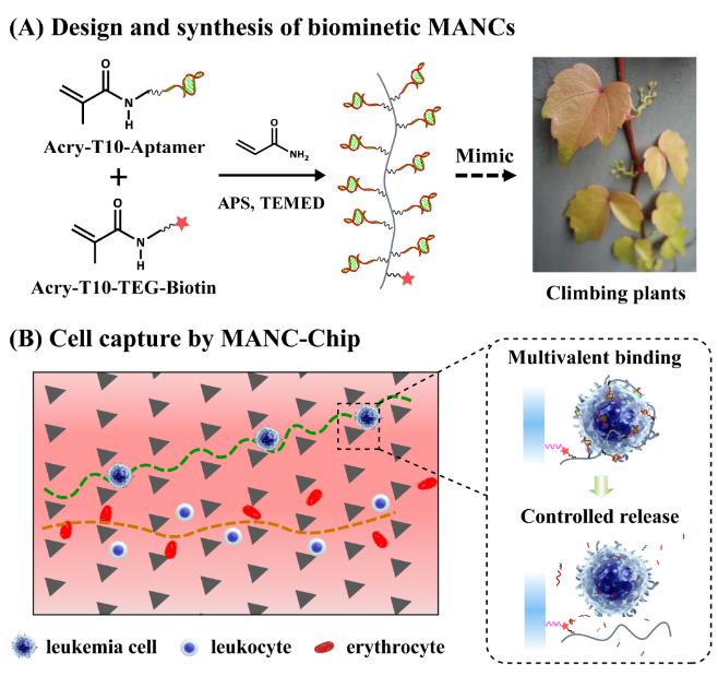 圖1 （A）仿生多價(jià)核酸適體聚合物的合成；（B）協(xié)同尺寸分離和多價(jià)識(shí)別的白血病細(xì)胞親合捕獲及選擇性釋放的微流控平臺(tái)