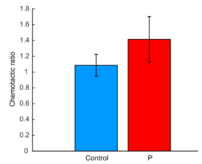圖4. 公豬精子的趨化比率