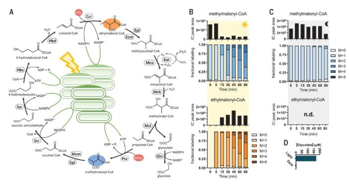 圖2.光驅(qū)動(dòng)CO2的連續(xù)固定，并催化CO2轉(zhuǎn)化為有機(jī)酸
