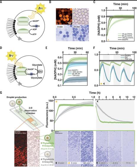 圖3. 光驅(qū)動(dòng)微流體液滴中的酶反應(yīng)