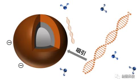 磁珠如何與核酸結(jié)合，實(shí)現(xiàn)提取功能？