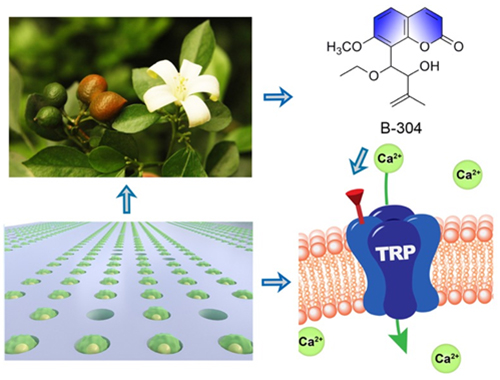 基于單細胞微流控技術(shù)的中藥TRP通道調(diào)節(jié)劑高效發(fā)現(xiàn)示意圖