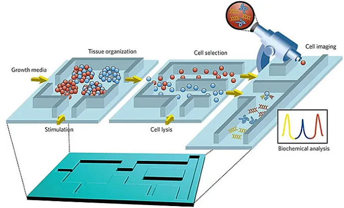 微流控芯片生物分析示意圖。圖片來源：Nature 