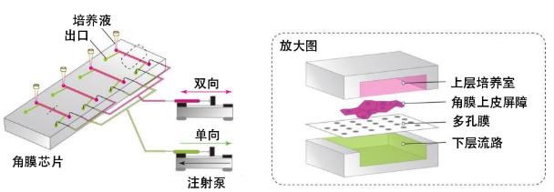 圖3：此次研究開(kāi)發(fā)的“角膜芯片”概念圖
