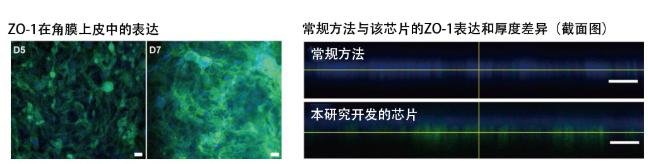 圖5：在角膜芯片內(nèi)培養(yǎng)的角膜上皮細(xì)胞的ZO-1蛋白質(zhì)（綠色）表達(dá)。角膜發(fā)揮作用需要ZO-1