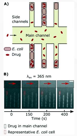 單細(xì)胞微流控技術(shù)幫助對抗抗生素耐藥性