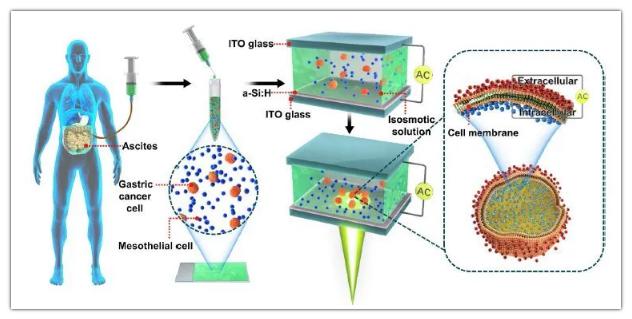 OEK微流控芯片用于檢測腹膜轉(zhuǎn)移和細(xì)胞膜電容