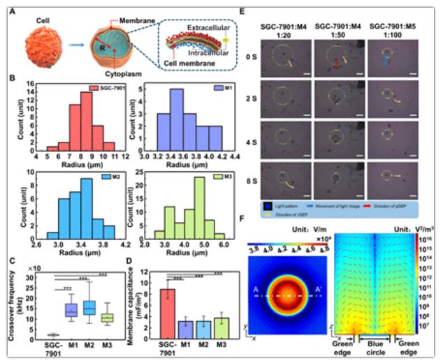 細(xì)胞極化模型與細(xì)胞分離