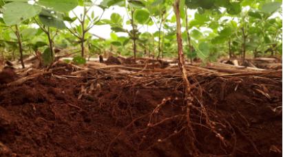 使用新設(shè)計的微流控裝置以互利的方式獲得有關(guān)植物根與土壤微生物相互作用