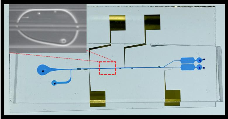 液滴內(nèi)細(xì)胞分離微流控芯片的圖像，顯示了微流控通道和電極。放大圖顯示了宿主細(xì)胞和病原菌細(xì)胞在單個(gè)油包水微滴中分離到頂部和底部