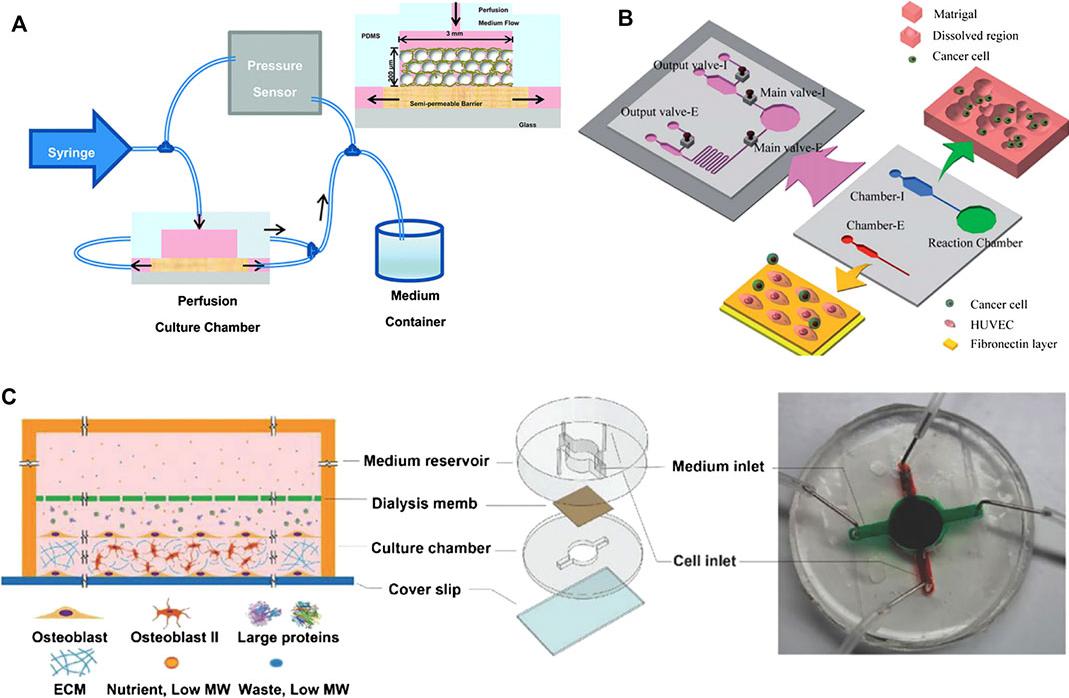 圖1。微流體骨組織模型的例子