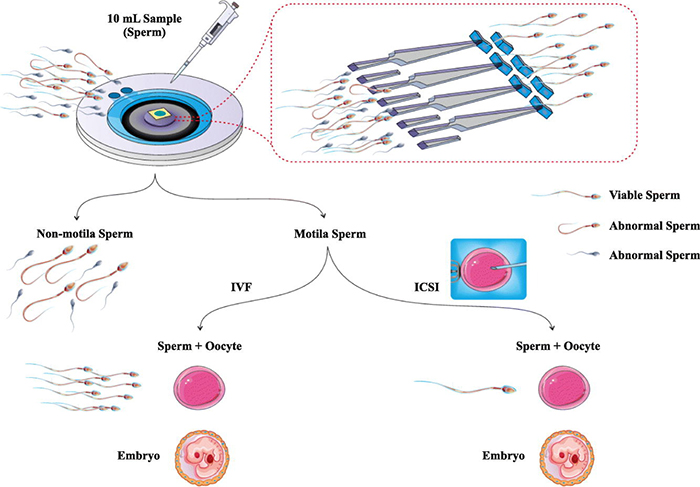 生殖生物學(xué)中的微流控技術(shù)進(jìn)展