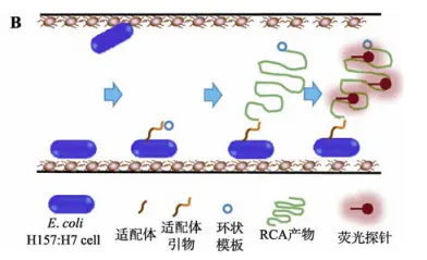 微流控芯片|微流控芯片批量加工