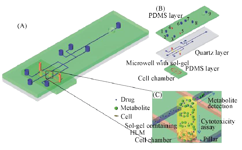 微流控芯片在分子細(xì)胞水平化學(xué)研究